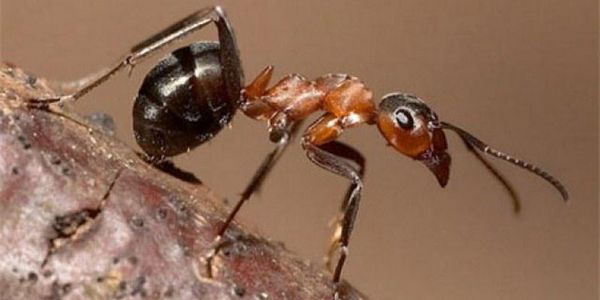 Применение муравьиной кислоты 
